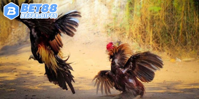 Đá Gà Trực Tiếp - Sức Hấp Dẫn Khi Chọn Đặt Cược Tại Bet88 3 Phương pháp tham gia đá gà