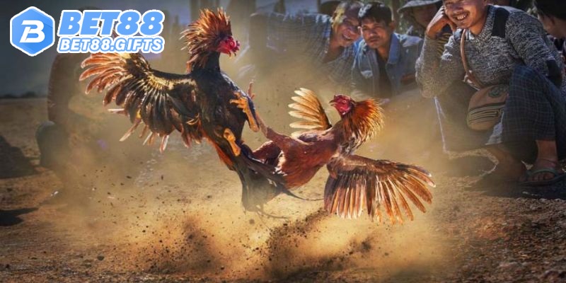 Đá Gà Trực Tiếp - Sức Hấp Dẫn Khi Chọn Đặt Cược Tại Bet88 4 Chiến thuật giành thắng lợi tại đá gà trực tiếp